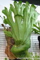 staghorn , elkhorn ferns,پلاتیسریوم
